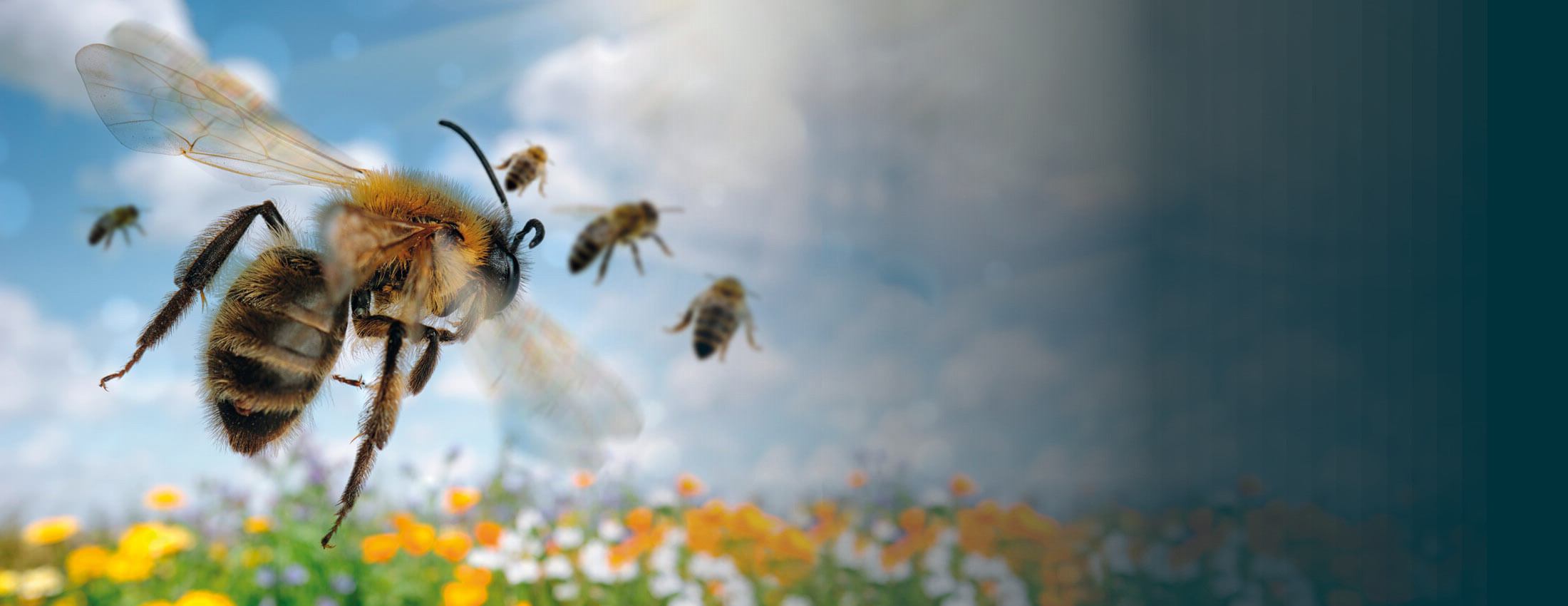 ein Bienscjwarm fliegt über eine Blumenwiese